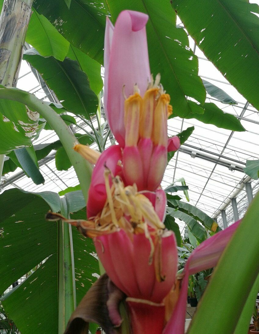 Pink Banana | Musa Velutina| 10+ seeds Dwarf Indoor / Outdoor