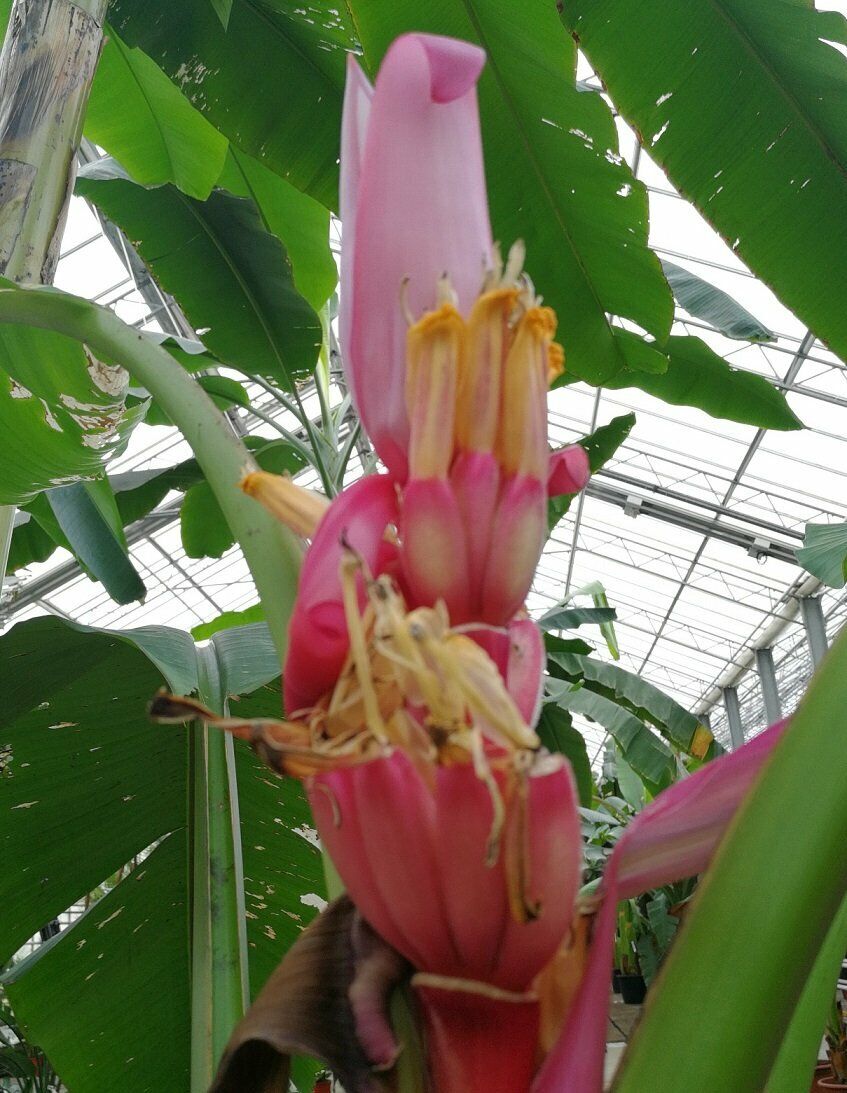 Pink Banana | Musa Velutina|  10+ seeds Dwarf Indoor / Outdoor