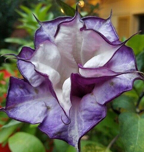 Datura - Double Blue | Stunning | 5+ fresh seeds