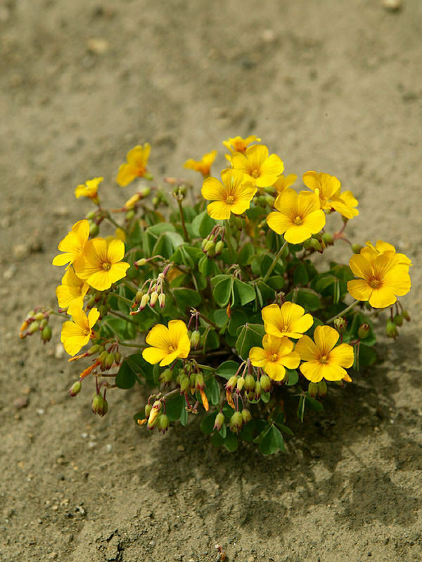 Chilean Wood Sorrel | Oxalis Valdiviensis | 10+ seeds | Hardy Perennial