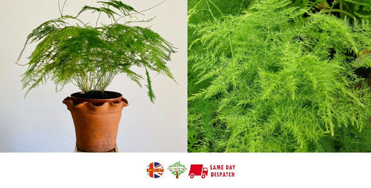 Asparagus Fern | 15+ seeds | Lace Fern | Indoor Houseplant