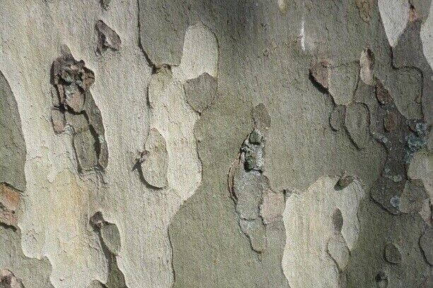 London Plane Tree (Platanus Acerifolia) | 75+ seeds | Attractive Bark