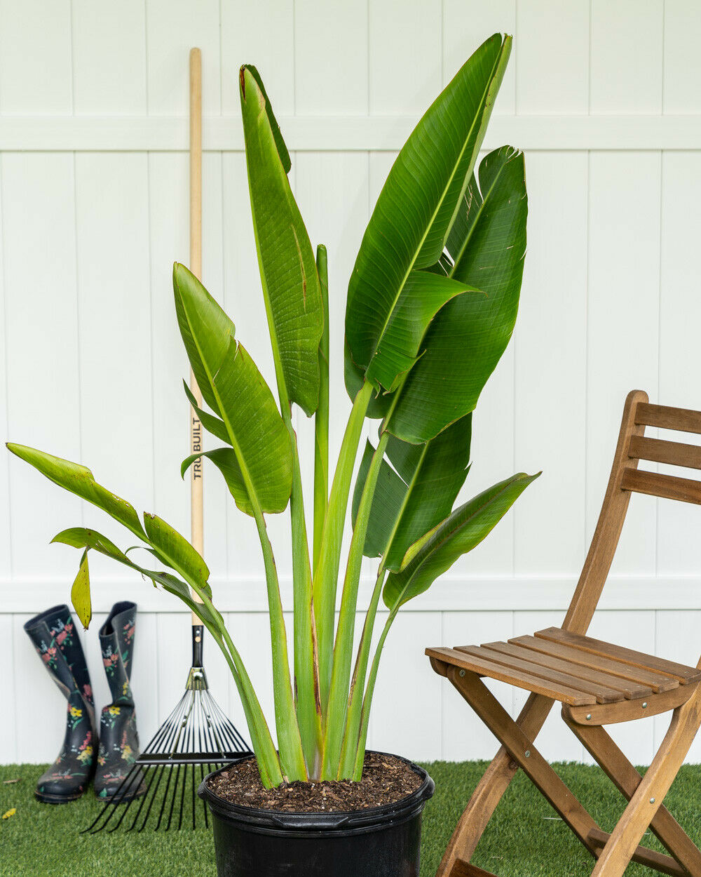 Travellers Palm Tree (Ravenala Madagascariensis) Rare 10 seeds Same Day Dispatch