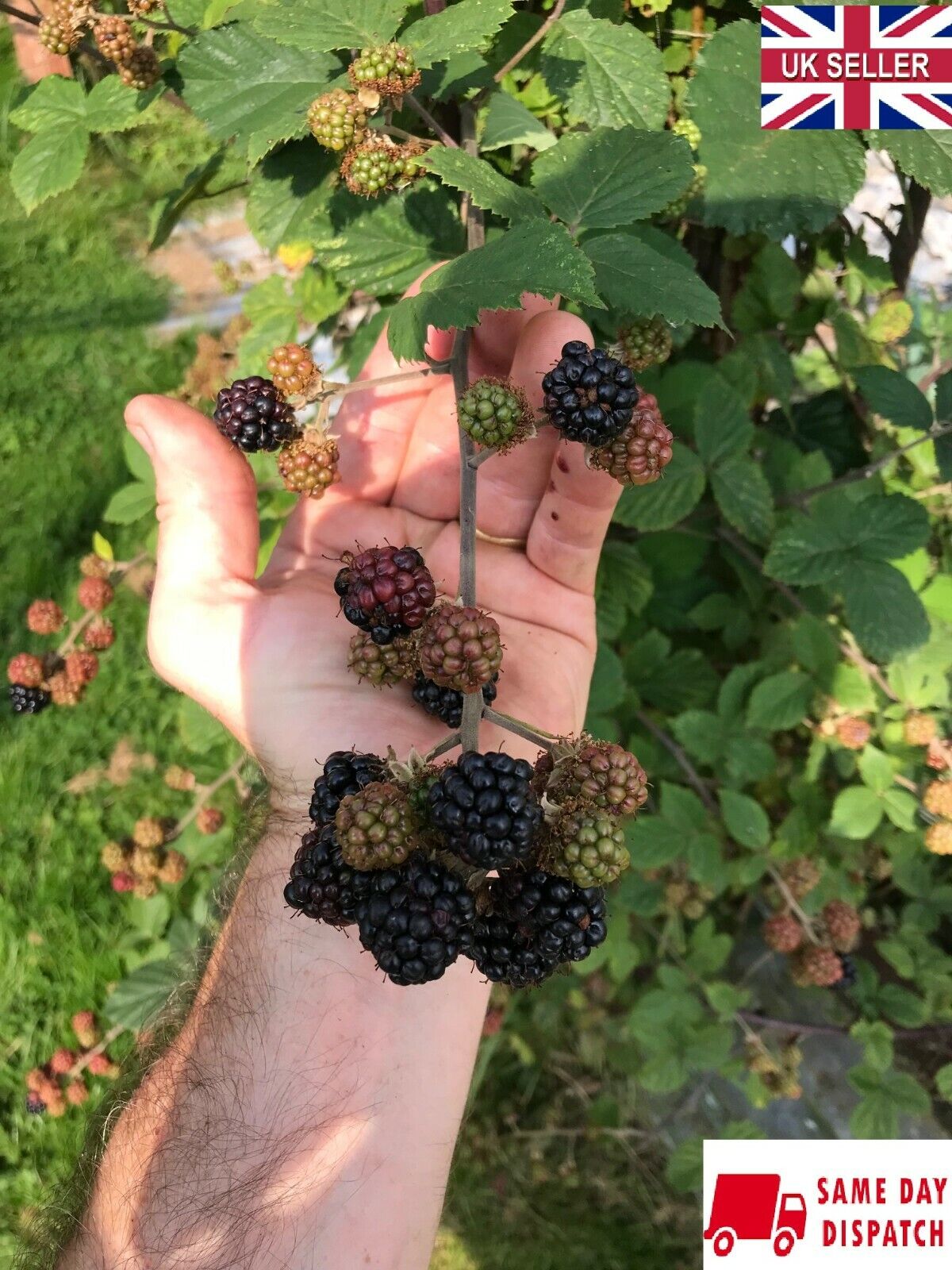 Thornless Blackberry, 50+ seeds