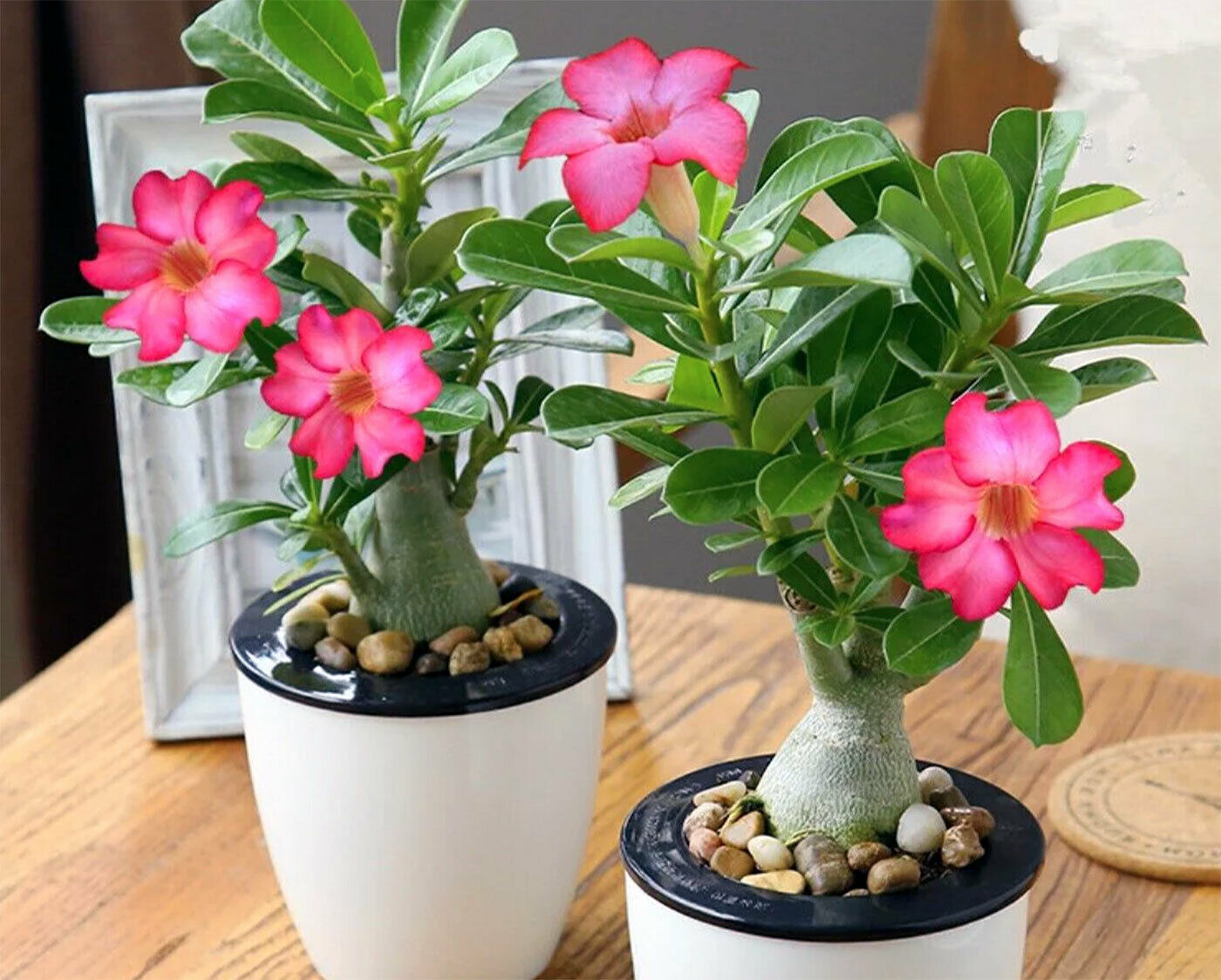 Desert Rose (Adenium Obesum) | 5+ seeds | House Plant | Bonsai