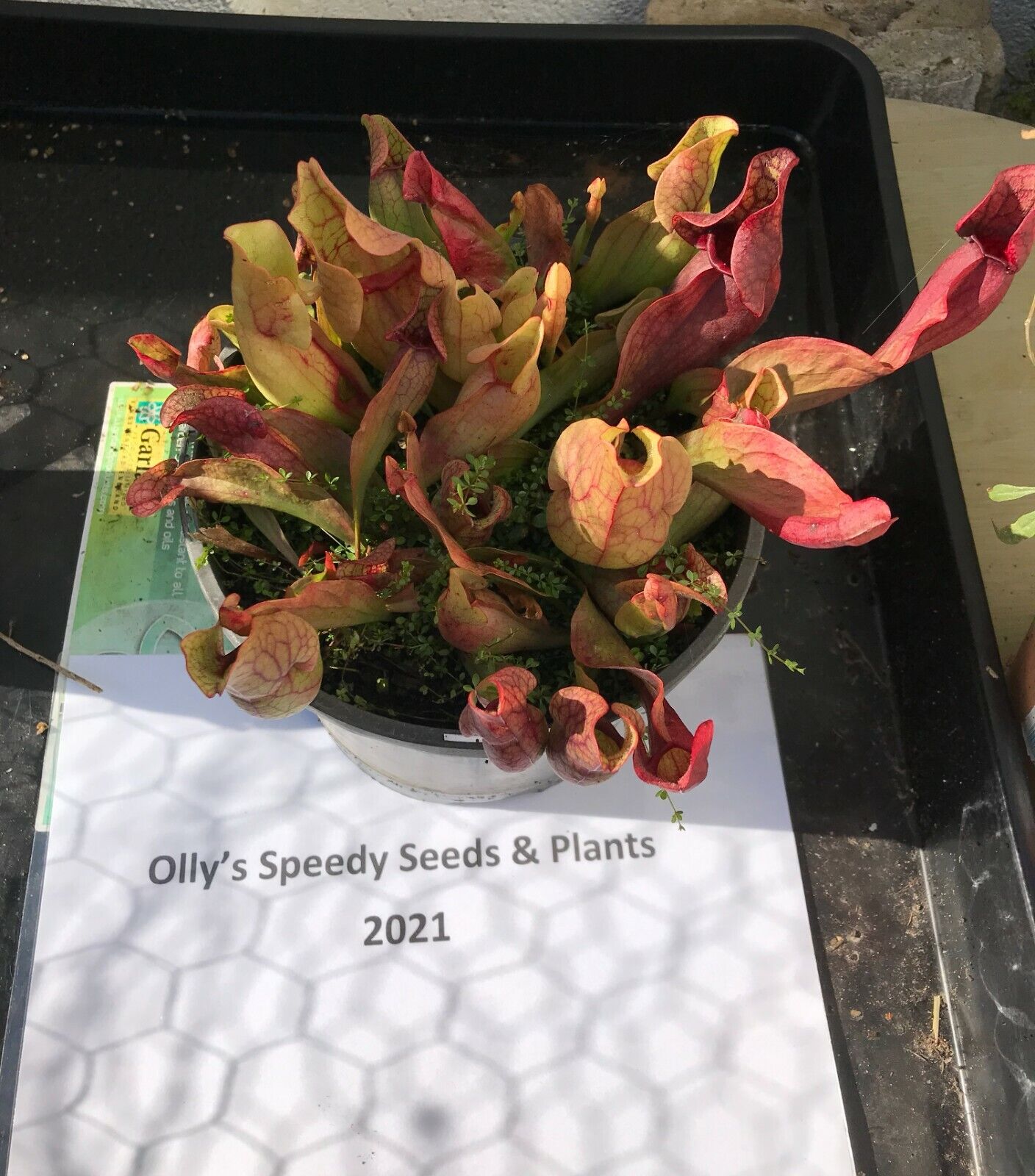 Purple Pitcher Plant | 20+ seeds | Sarracenia Purpurea ssp P.