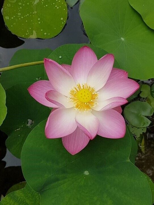 Sacred Lotus (Nelumbo Nucifera) | 10+ seeds | Ponds