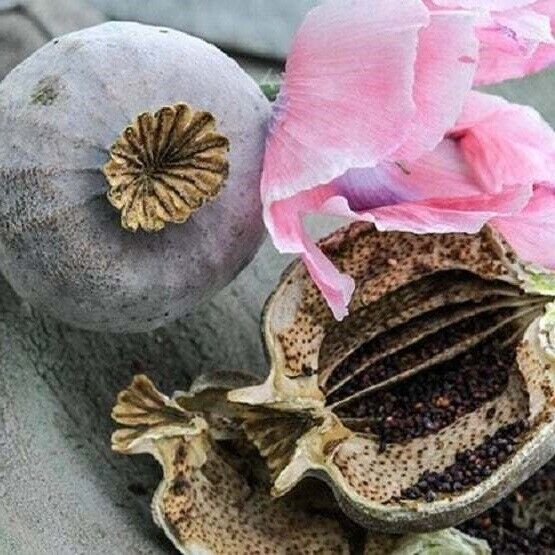 Papaver Somniferum Giganteum | "Giant Poppy" | 2,000+ Seeds | Easy
