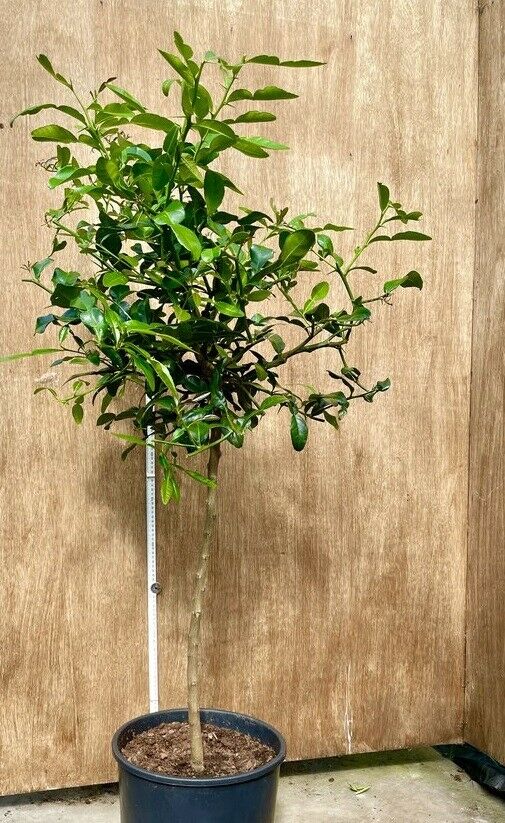 Kaffir Lime Seeds (Citrus Hystrix) 10+ seeds Makrut เมล็ดมะกรูด