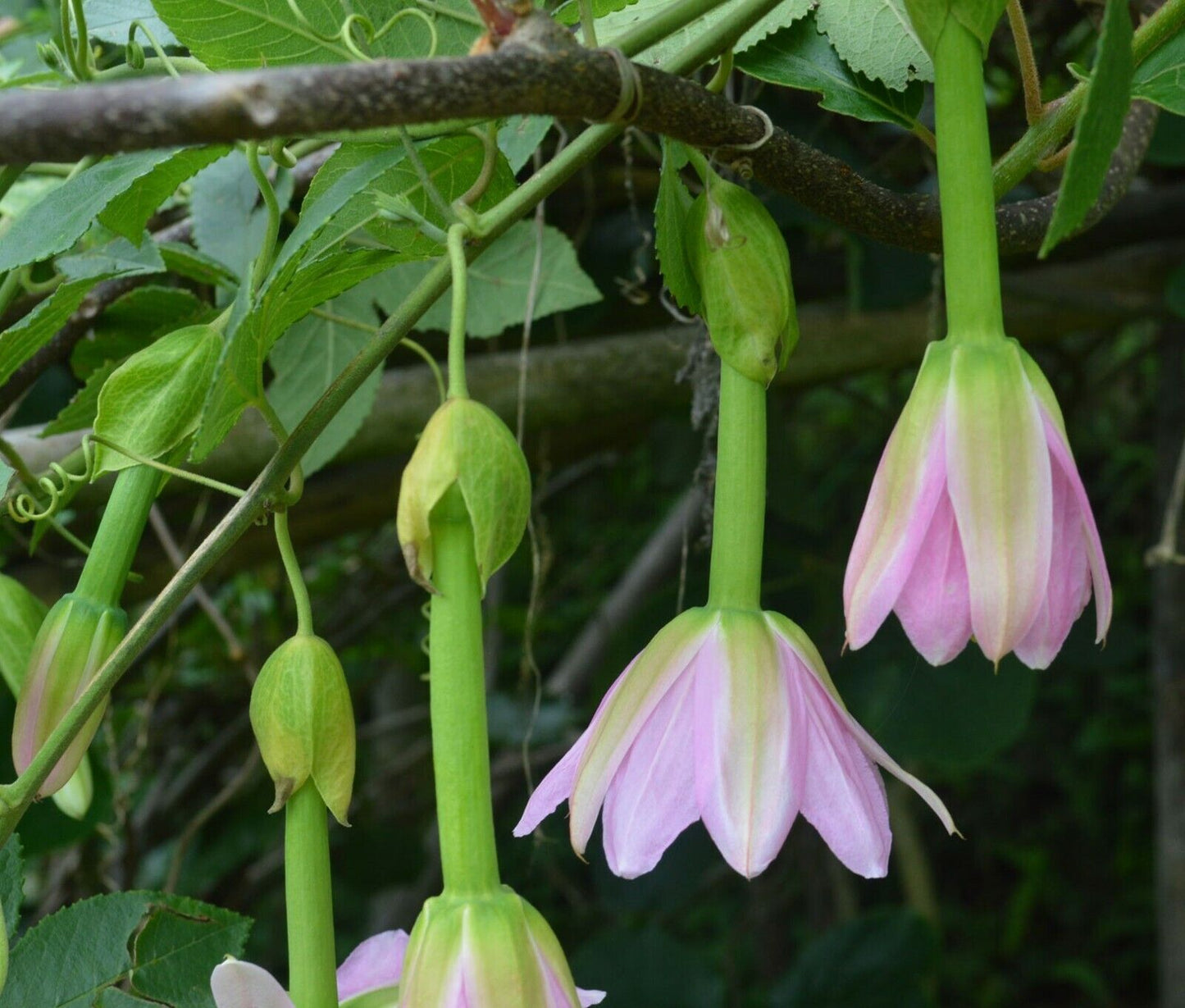 Edible Banana Passion Fruit (Passiflora Mollissima) | 10+ Seeds