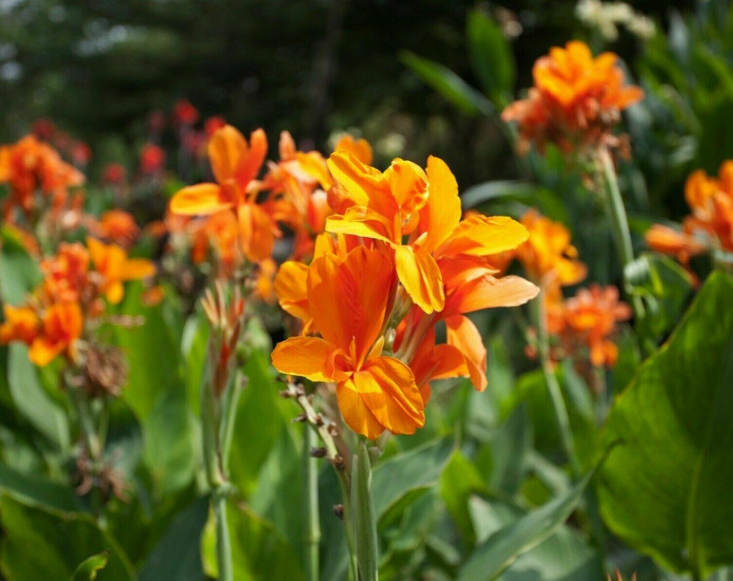 Canna Lily mix | 9 fresh Seeds - Red, Orange & Giant !