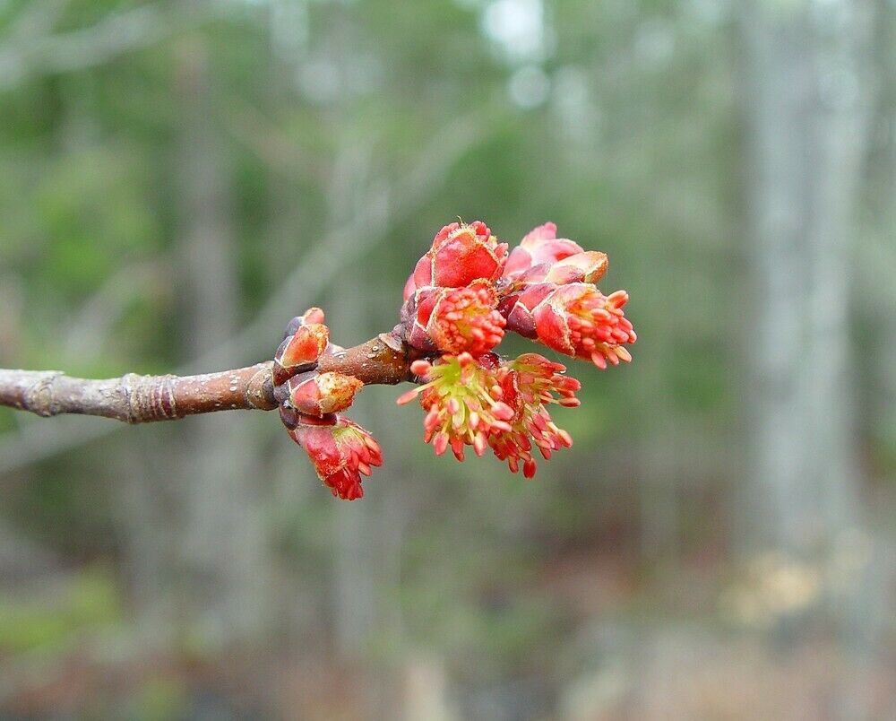 Red Maple Tree (Acer Rubrum) 20 seeds | Bonsai | Same Day Dispatch