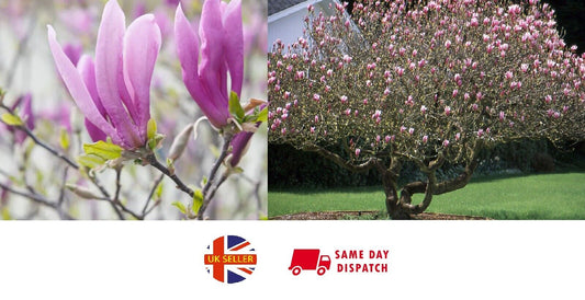 Scented Magnolia Liliiflora | 10 seeds