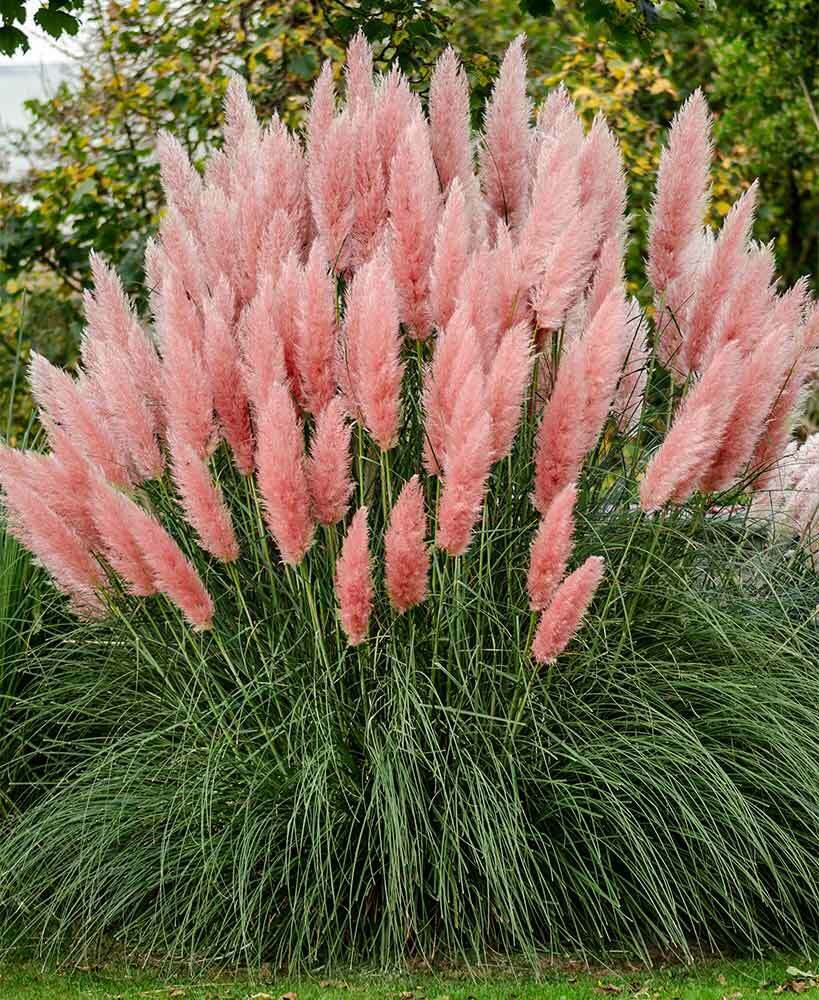 Pink Pampas Grass | Cortadiera Selloana | 100+ seeds