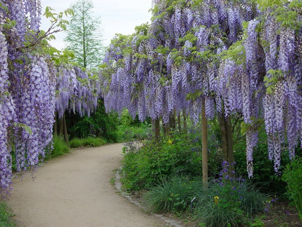 Chinese Wisteria (Wisteria Sinensis) | 5 large seeds | Climber
