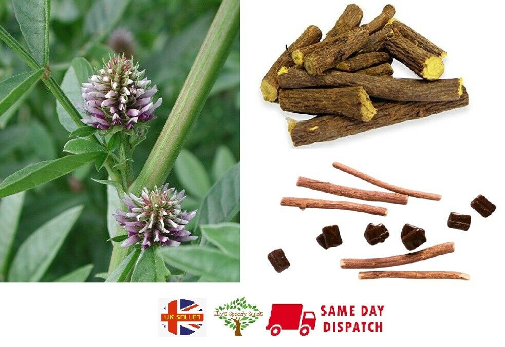 Liquorice (Glycyrrhiza Glabra) | 20+ seeds | Licorice | Herb