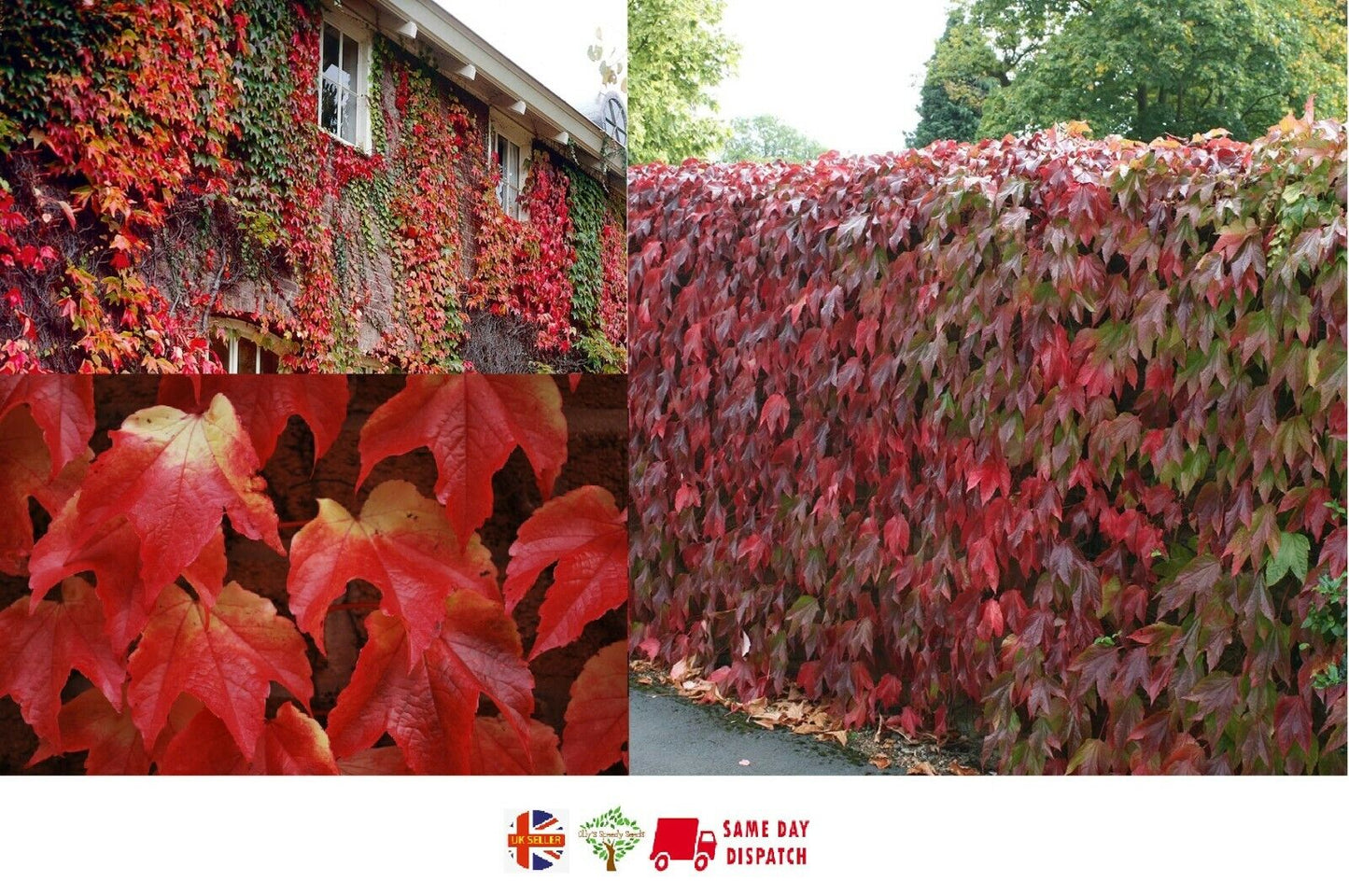 Boston Ivy | Parthenocissus Tricuspidata | 20+ seeds | Japanese Ivy