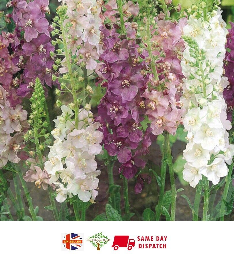 Verbascum Mix - Pink, Salmon & Purple | >1,000 seeds | Easy