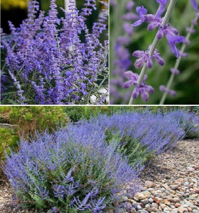 Russian Sage (Perovskia Atriplicifolia) | Organic | 15+ seeds