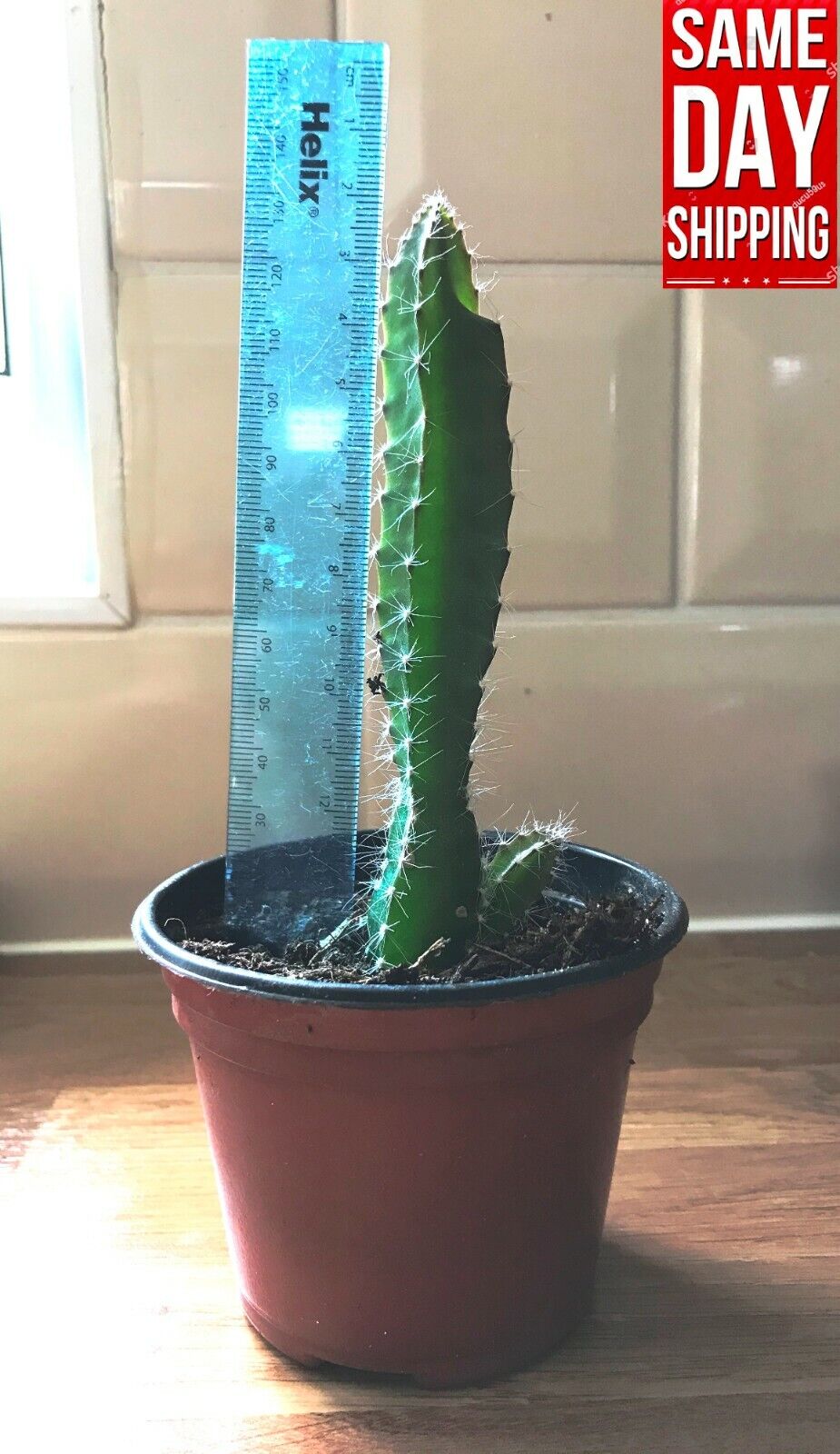 Dragon Fruit Cactus Plant x1 (Selenicereus Undatus) | Rooted | UK Grown