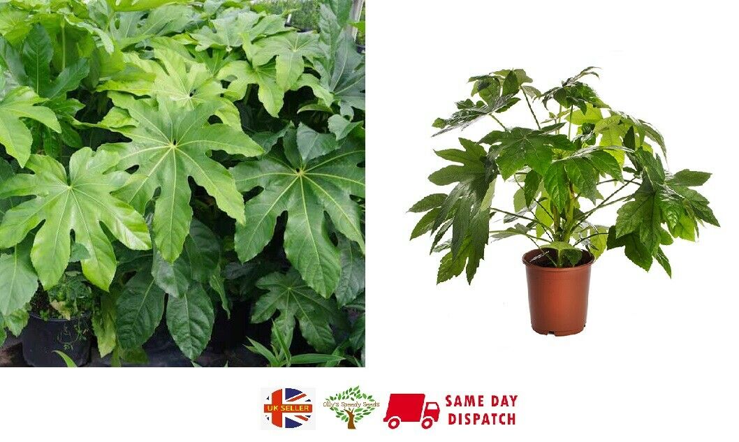 Fatsia Japonica | 25+ seeds | Garden or House Plant | Birds | Same Day Dispatch