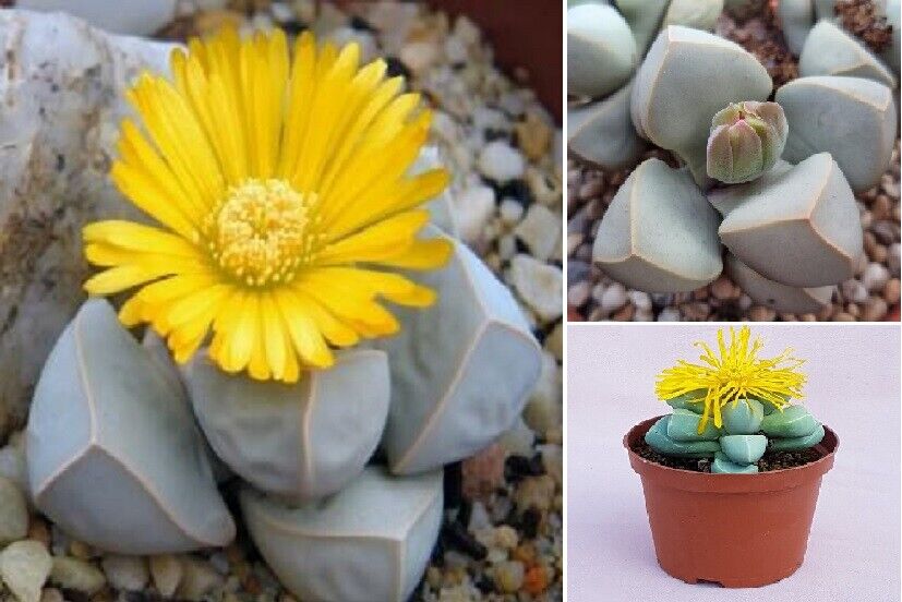 Karoo Rose (Lapidaria Margaretae) | 15+ seeds | Living Stones