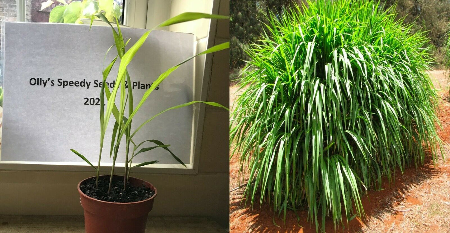 Giant Elephant Grass plant clump in 9cm pot | Fast Growing | Same Day Dispatch
