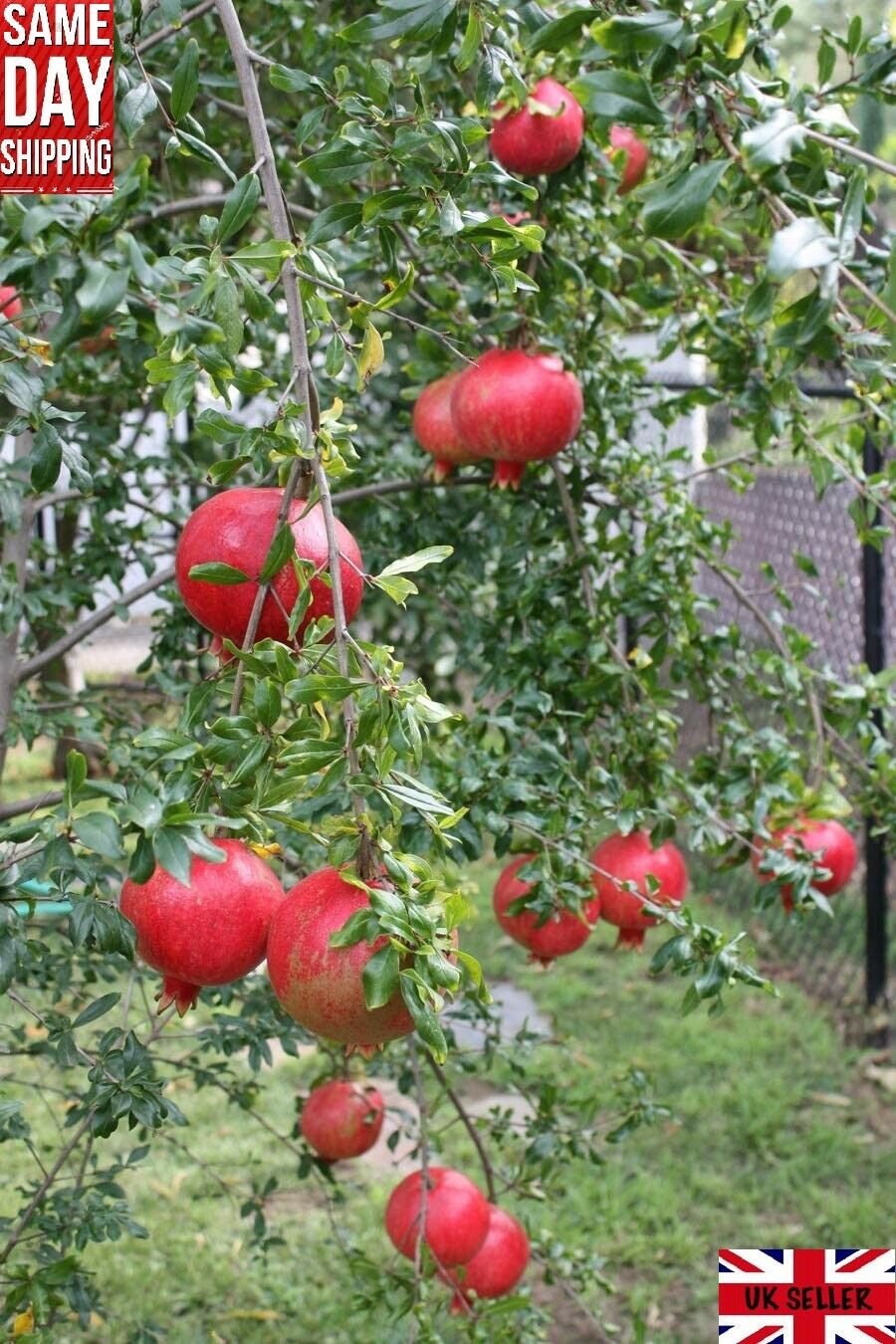 Dwarf Pomegranate (Punica Granatum) 25+ seeds | UK Hardy