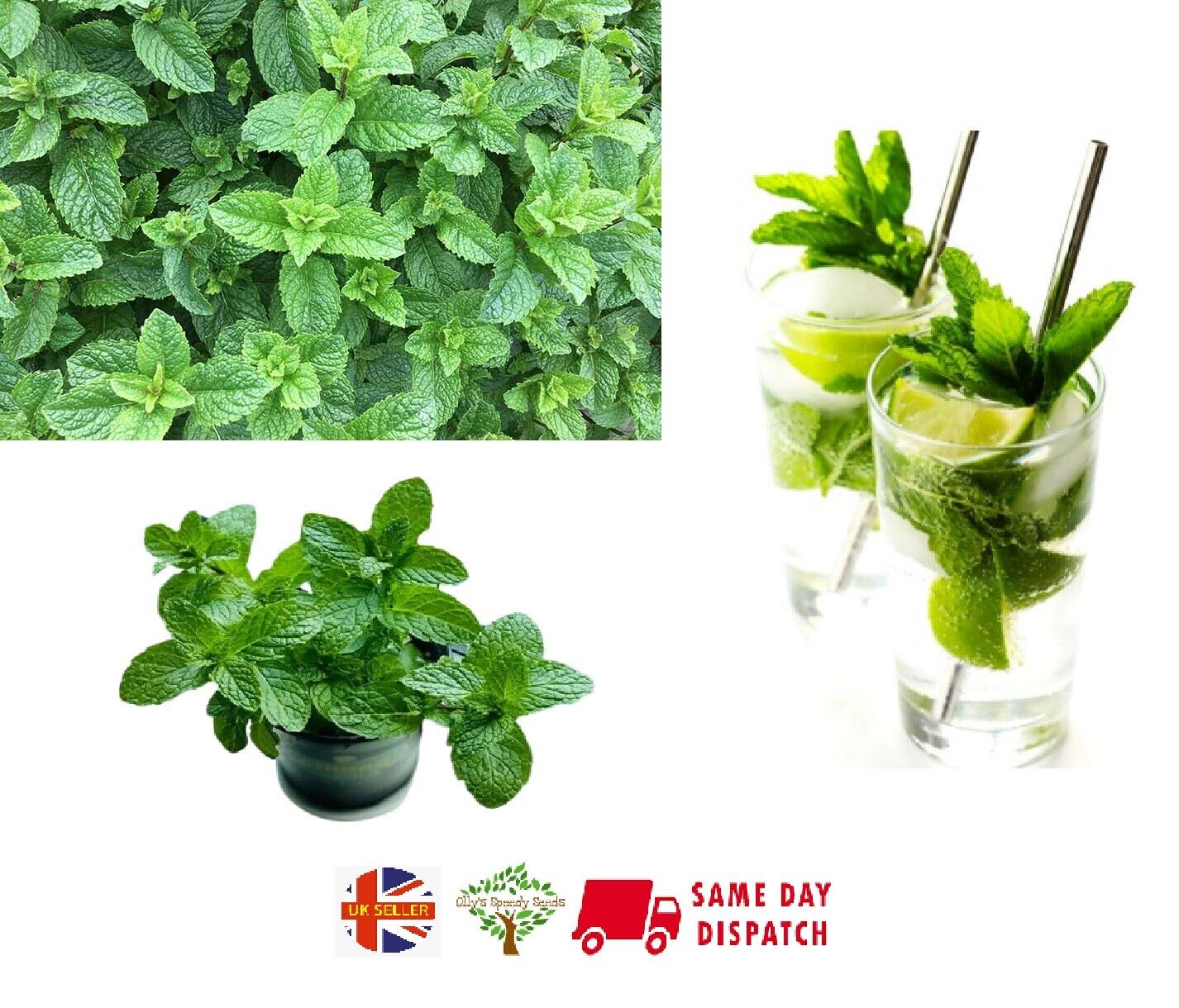 Mint Spearmint (Mentha Spicata) Mojito Organically Grown. Same Day Dispatch
