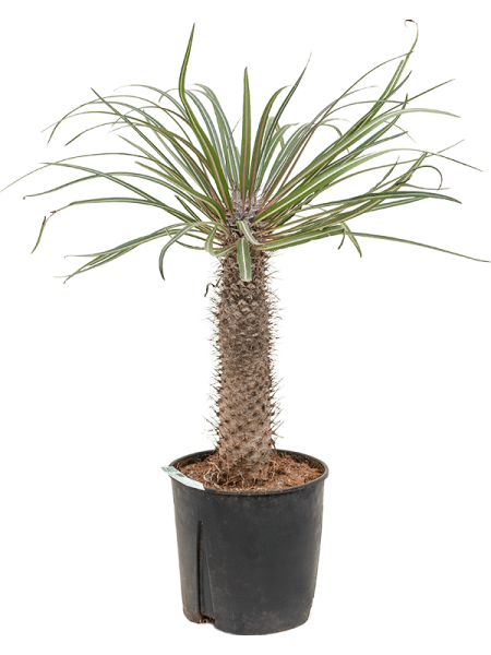 Pachypodium Geayi Elephant's Foot | 20+ seeds | Madagascar Palm