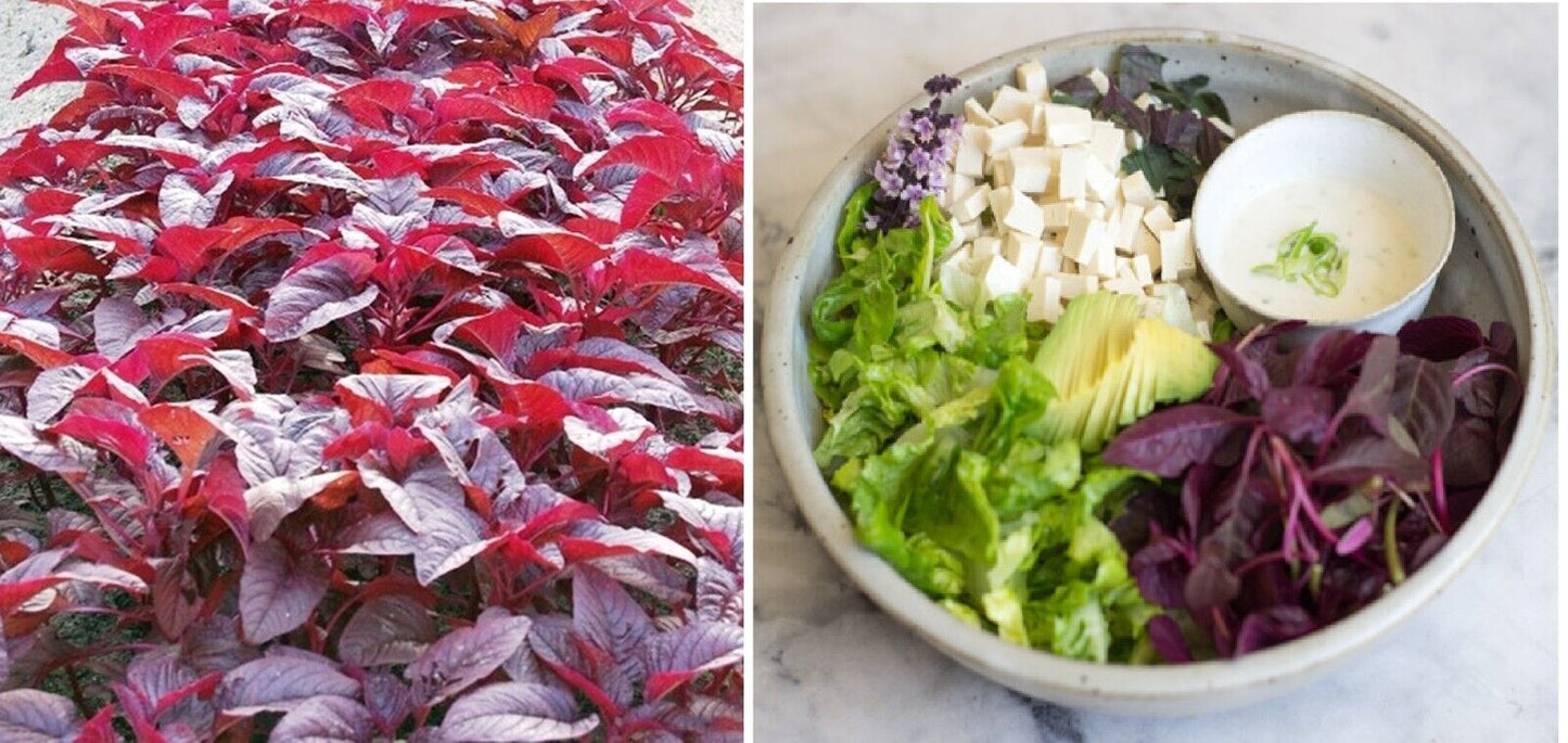 Red Amaranth | 200+ seeds | Own Organically Grown Stock | Same Day Dispatch