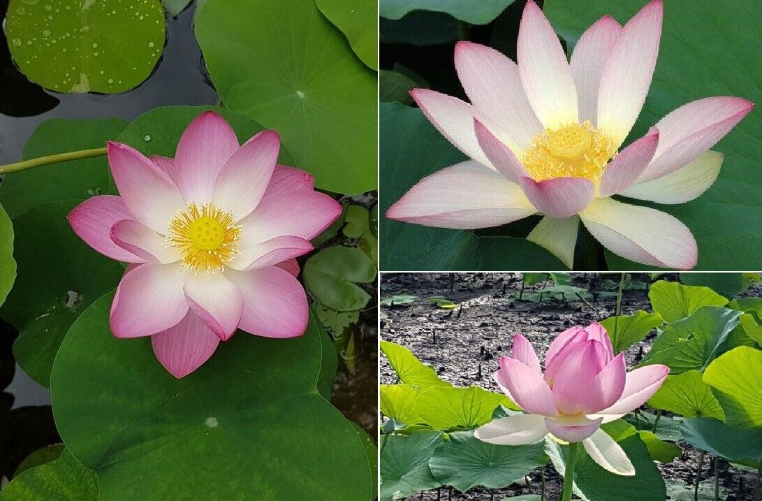Sacred Lotus (Nelumbo Nucifera) | 10+ seeds | Ponds