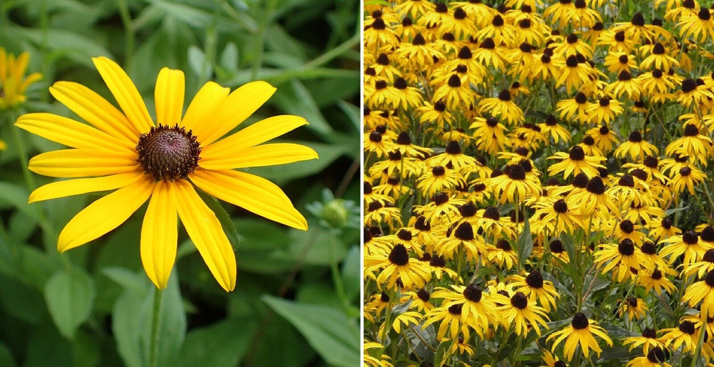 Black Eyed Susan | Rudbeckia Hirta | 50+ Seeds | Organic