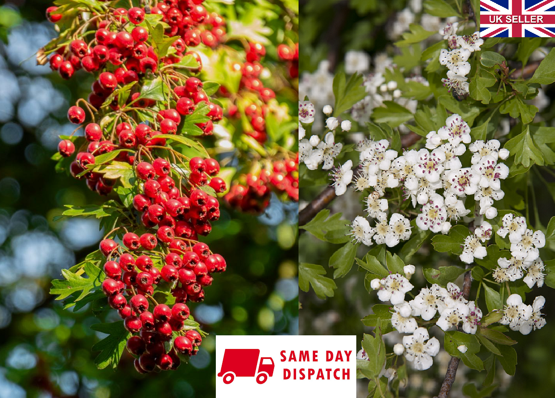 Hawthorn | Quick Growing Hedge | Crataegus Monogyna | 50+ seeds