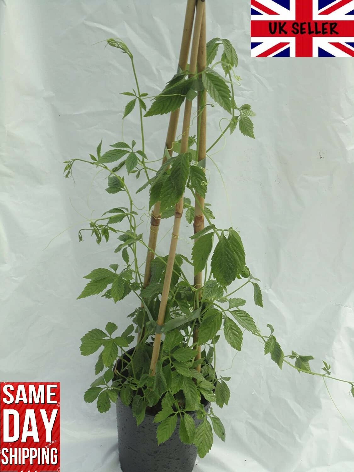 Jiaogulan | 25+ Seeds Gynostemma Pentaphyllum 绞股蓝 | Herbal Tea