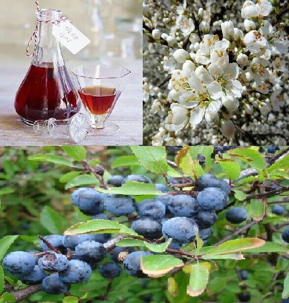 Blackthorn Prunus Spinosa 25+ seeds | Sloe Berry Gin | Hardy