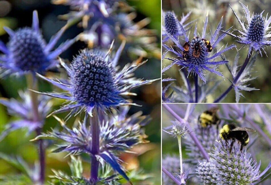 Eryngium Planum Sea Holly | 50+seeds | Bee Friendly