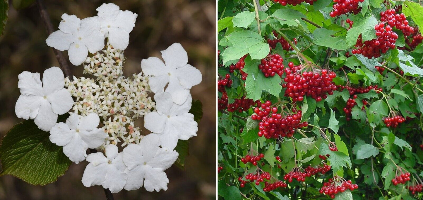 Guelder Rose (Viburnum Opulus) | 25 seeds | Bees and Birds | Same Day Dispatch