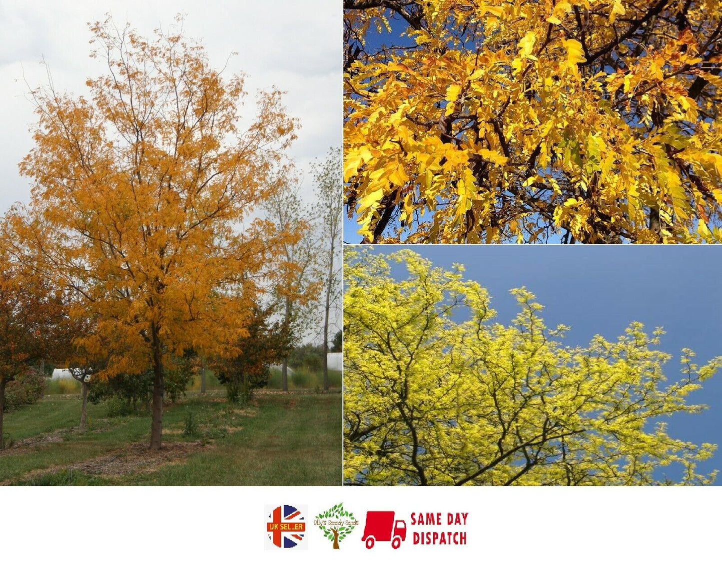 Honey Locust (Gleditsia Triacanthos) 20+ seeds | Fast Growing