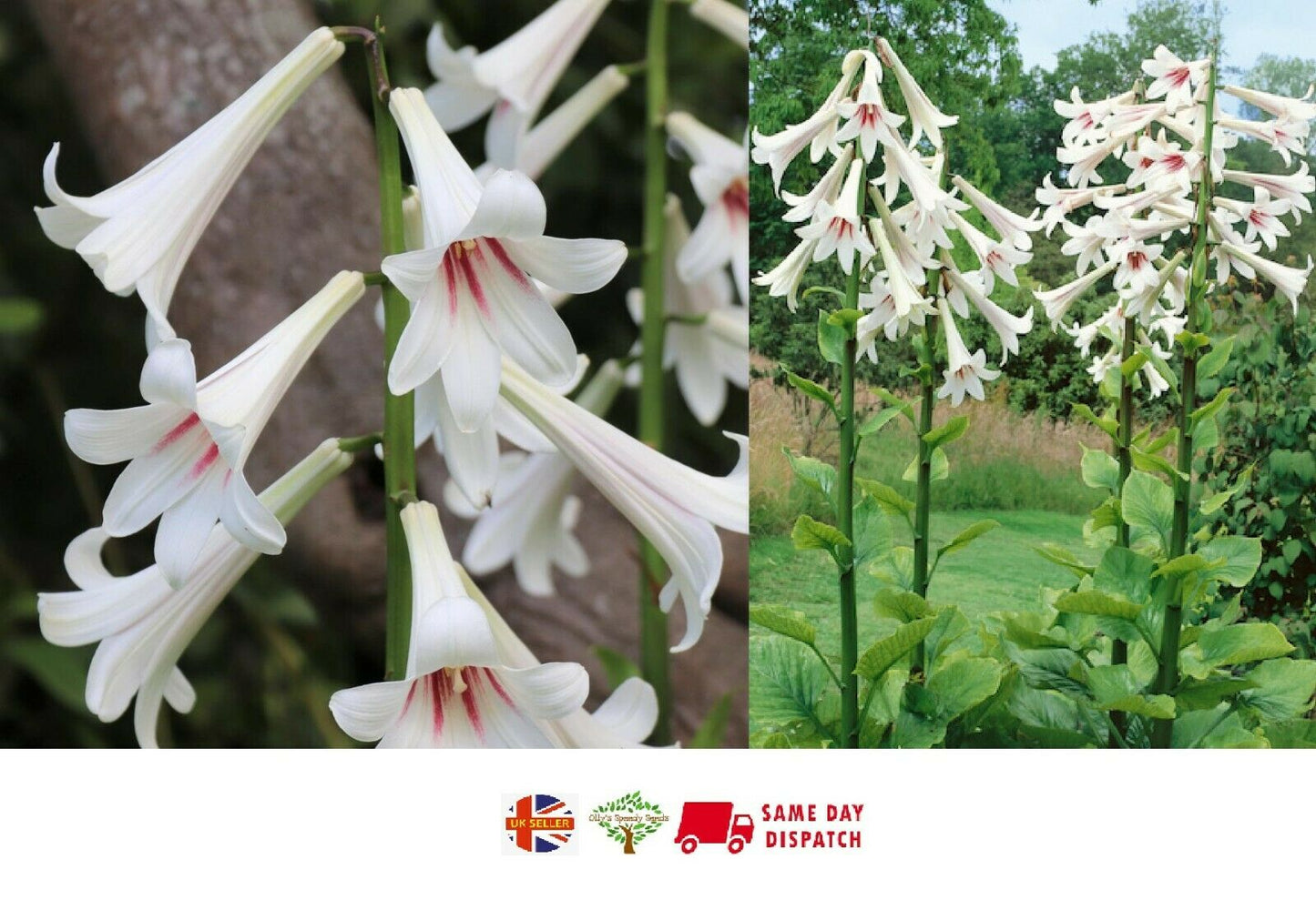 Giant Himalayan Lily (Cardiocrinum Giganteum) | 20+ Seeds