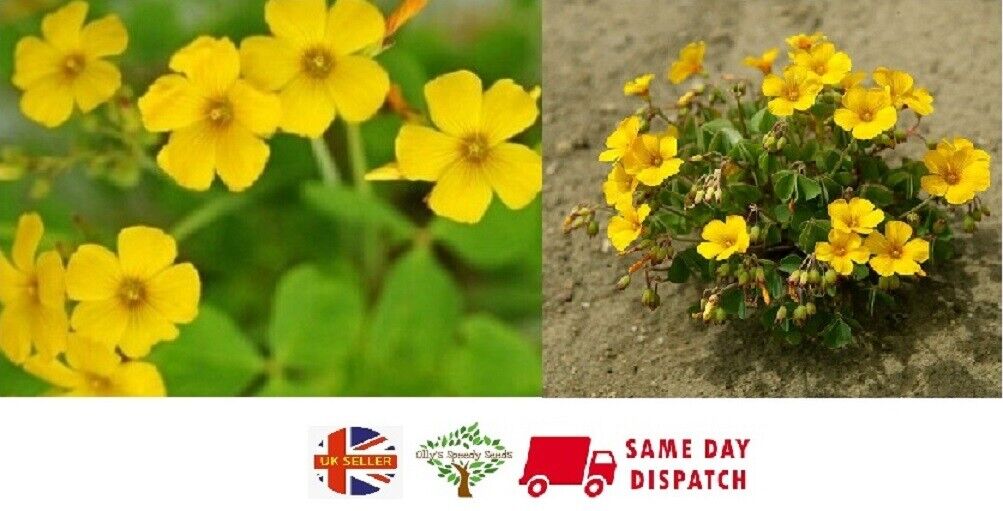 Chilean Wood Sorrel | Oxalis Valdiviensis | 10+ seeds | Hardy Perennial