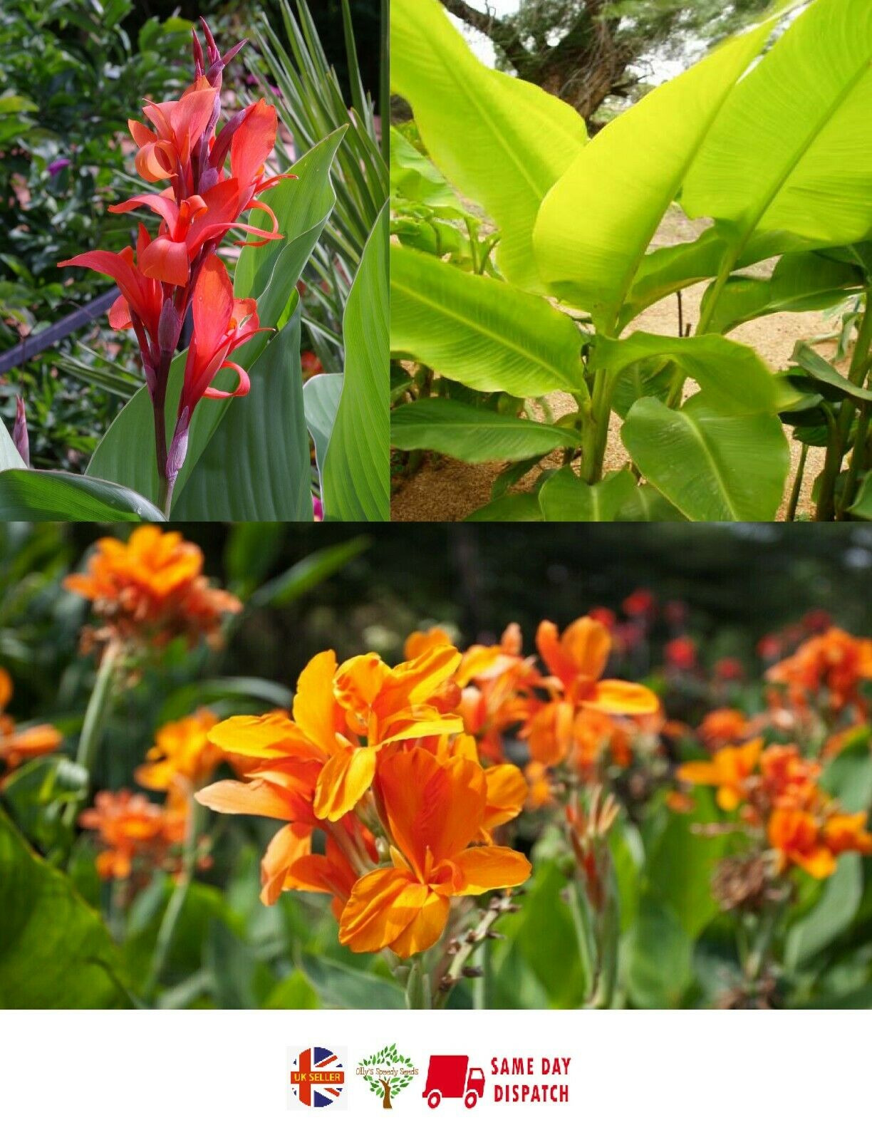 Canna Lily mix | 9 fresh Seeds - Red, Orange & Giant !