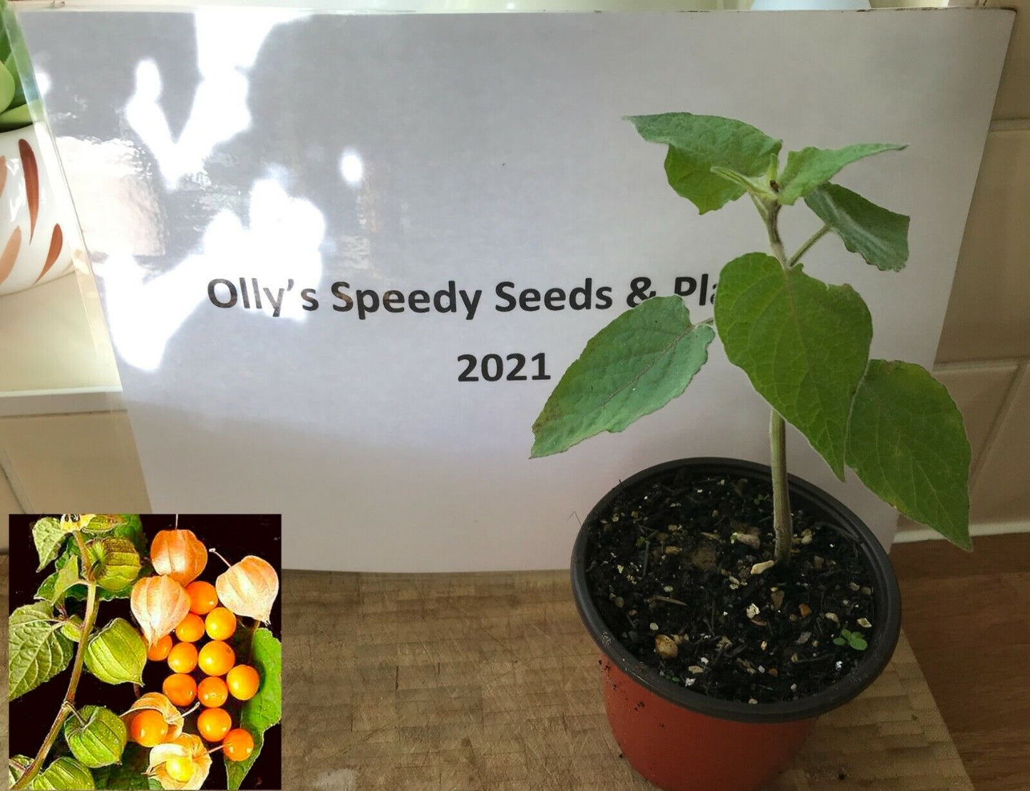 Cape Gooseberry plant in 9cm pot | UK Grown | Very Easy | Same Day Dispatch