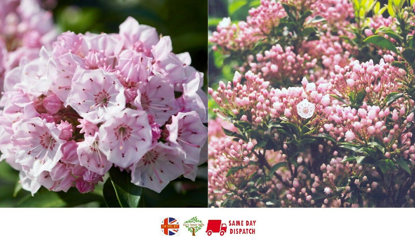 Mountain Laurel (Kalmia Latifolia) | 50+ seeds | UK Hardy | Rare|