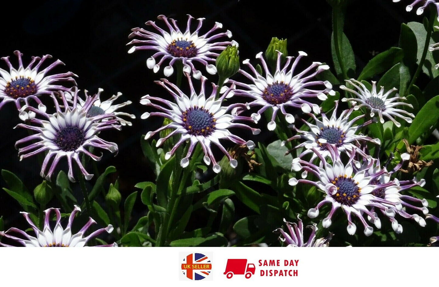 Blue Daisy Osteospermum "Whirligig" | 10+ seeds