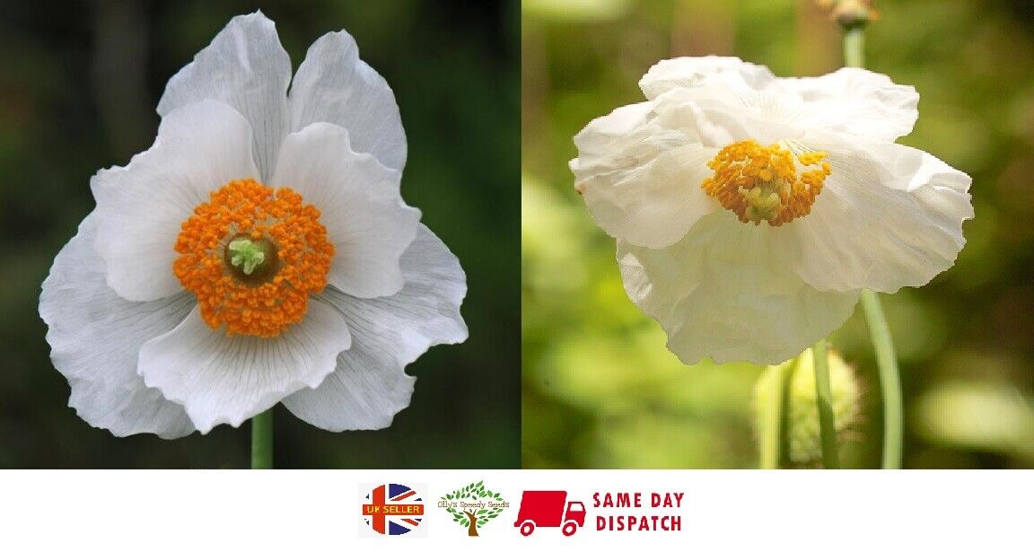 White Himalayan Poppy | Meconopsis Baileyi Alba | | 20+ seeds