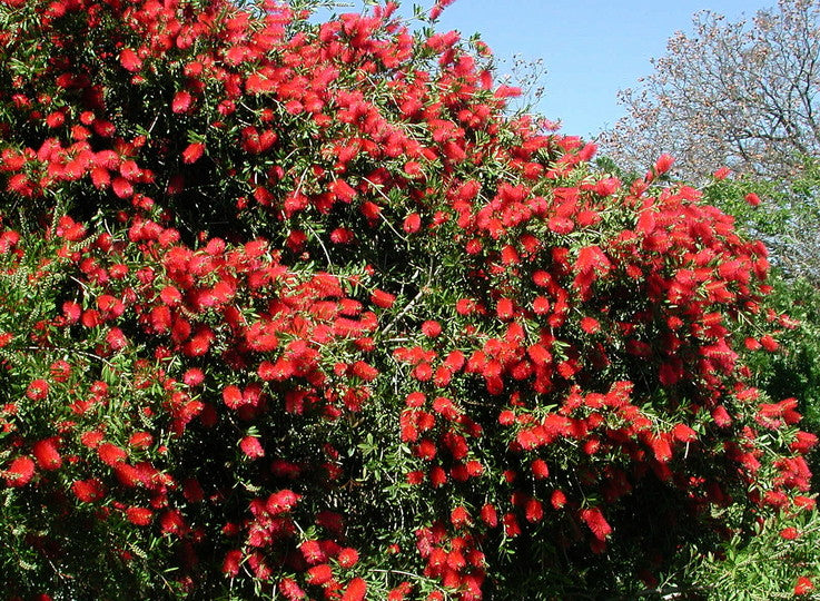 Crimson Bottlebrush (Callistemon Citrinus ) | 50+ seeds
