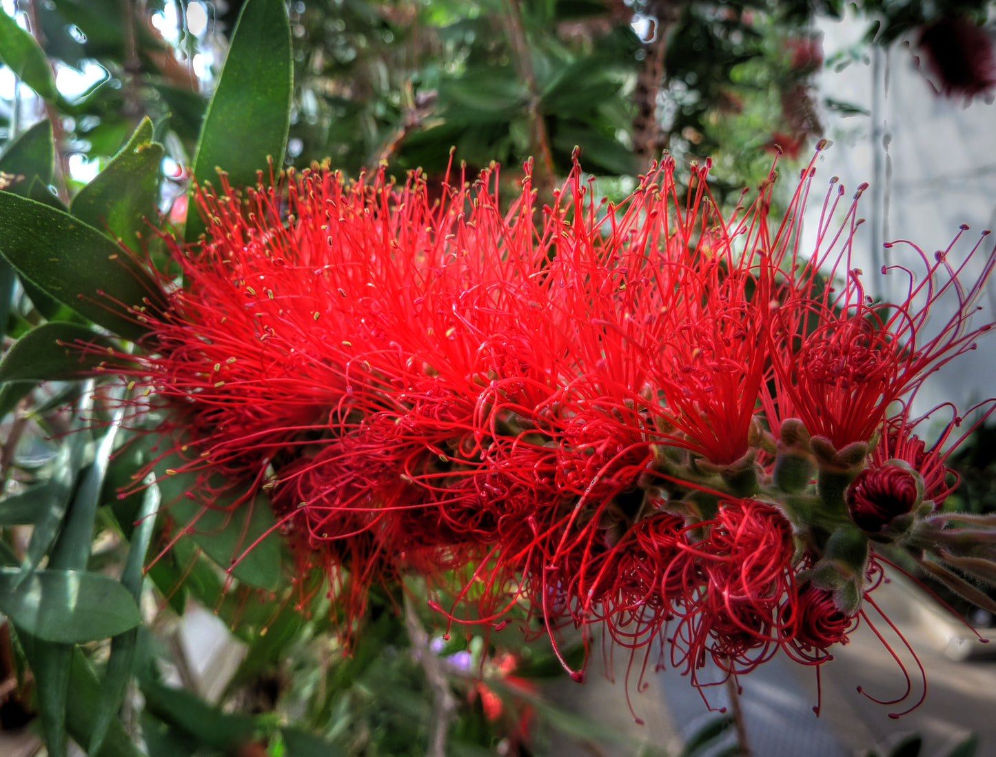 Crimson Bottlebrush (Callistemon Citrinus ) | 50+ seeds