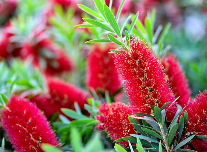 Crimson Bottlebrush (Callistemon Citrinus ) | 50+ seeds