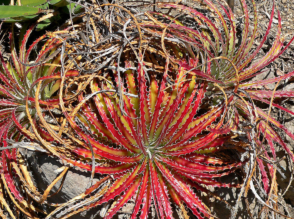 Hechtia Texensis (Texas False Agave) | 20+ seeds